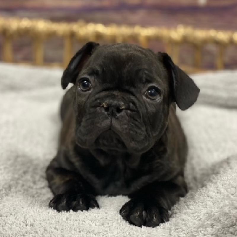 bulldog pug mix puppies for sale