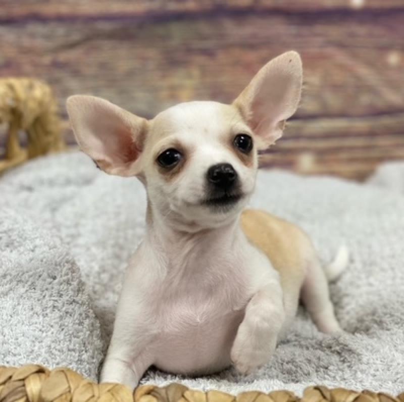 Chihuahua DOG Fn Wh ID 4833 Located At Petland Memphis TN chihuahua-dog-fn-wh-id-4833-located-at-petland-memphis-tn