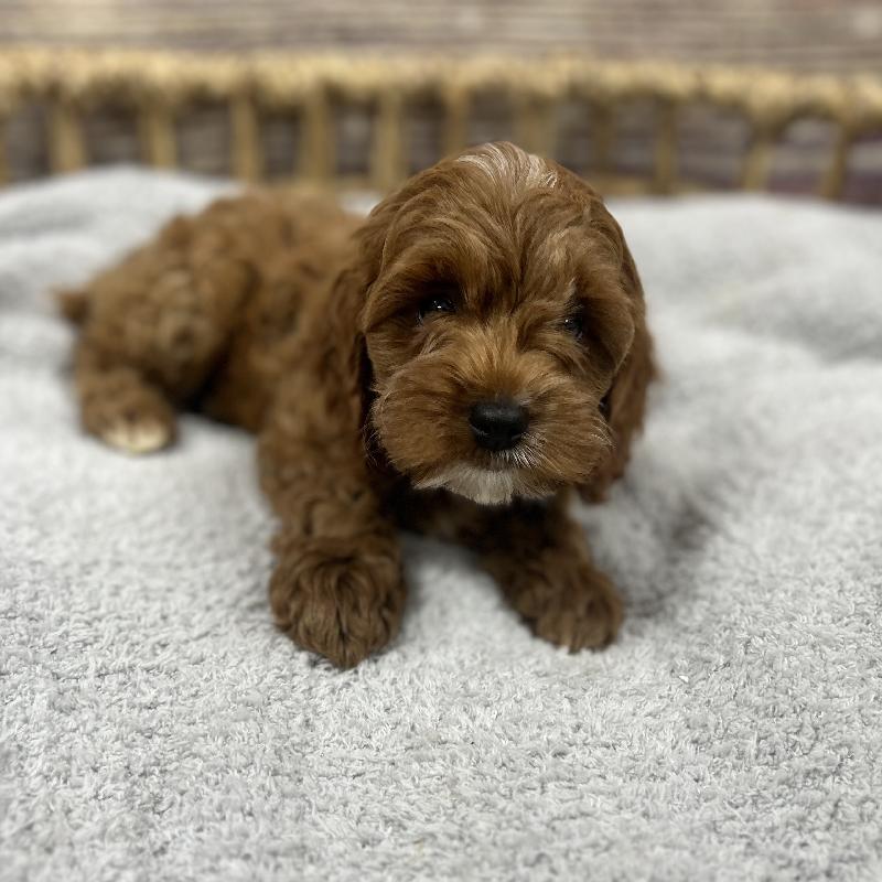 Petland Memphis, TN - Buy Puppies, Pets & Dog Supplies