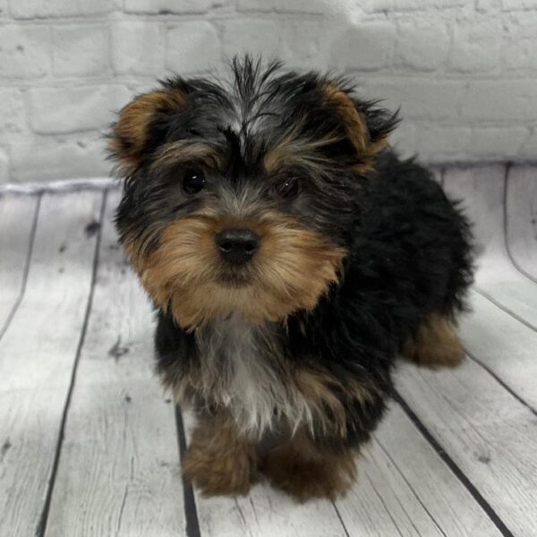 Yorkie DOG Male Black & Tan 106 Petland Memphis, TN