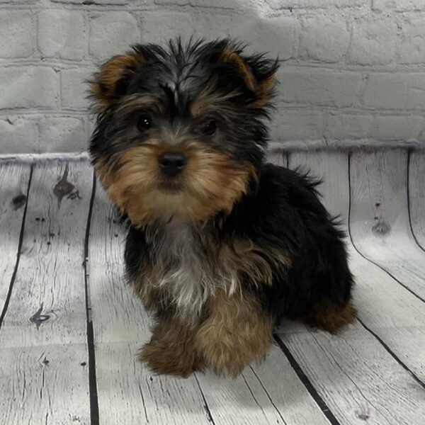 Yorkie DOG Male Black & Tan 91 Petland Memphis, TN