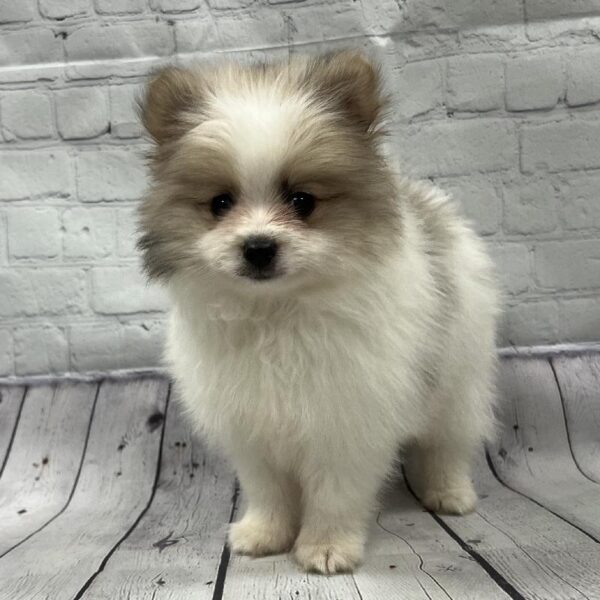 Pomeranian DOG Male Black & White 105 Petland Memphis, TN