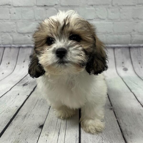 Teddy Bear DOG Female Sable & White 85 Petland Memphis, TN