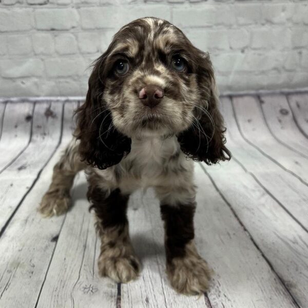 Cocker Spaniel DOG Female Chocolate Roan 107 Petland Memphis, TN