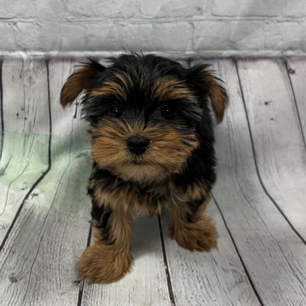 Yorkie DOG Male Black & Tan 137 Petland Memphis, TN