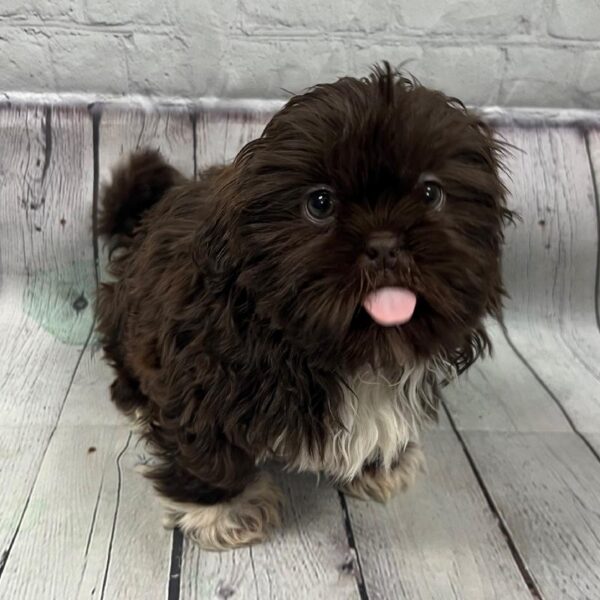 Shih Tzu DOG Male Brown 128 Petland Memphis, TN