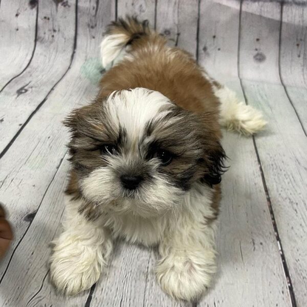 Shih Tzu DOG Male Sable & White 134 Petland Memphis, TN