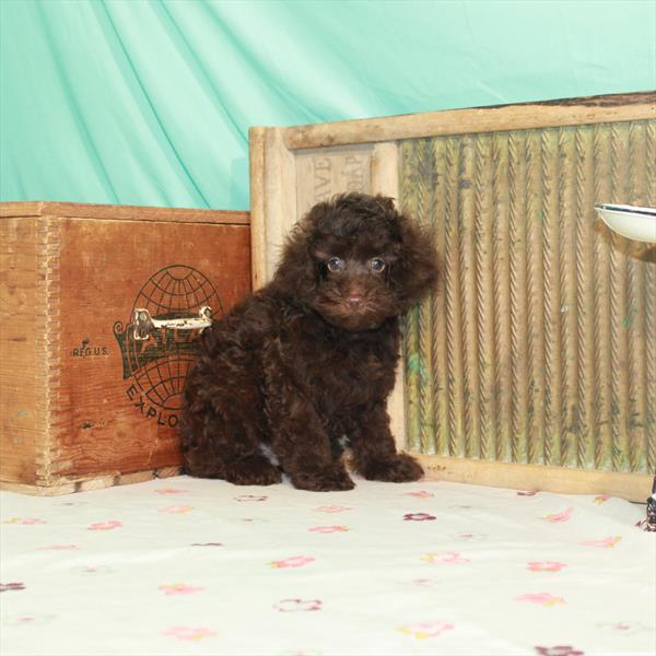 Poodle DOG Male Chocolate 1498 Petland Memphis, TN