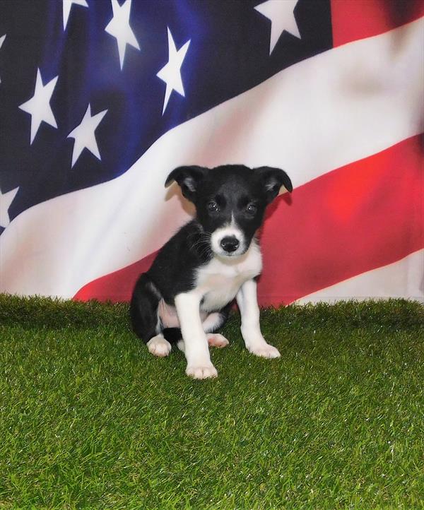 Border Collie DOG Female Black / White 1532 Petland Memphis, TN