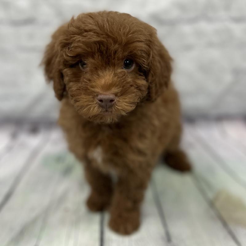 Cavapoo Puppy Red ID:195 Located at Petland Memphis, Tennessee