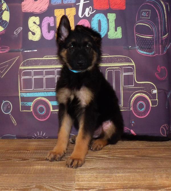 German Shepherd DOG Male Black / Tan 1738 Petland Memphis, TN