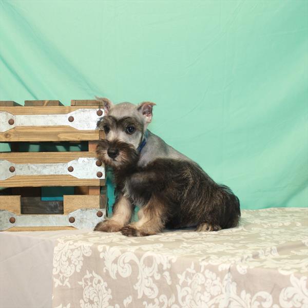 Mini Schnauzer DOG Male Salt / Pepper 1790 Petland Memphis, TN