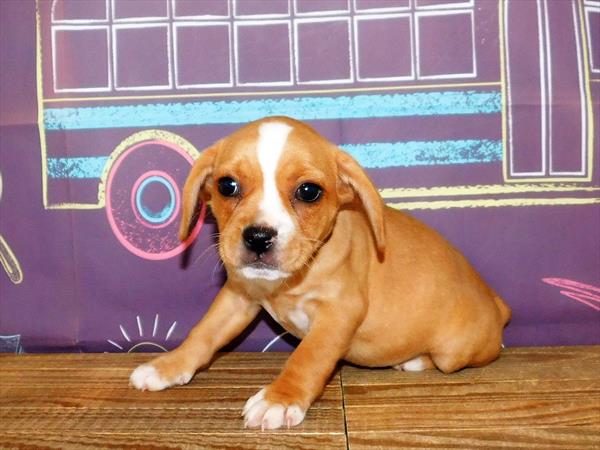 French Bulldog/Beagle DOG Female Fawn 1797 Petland Memphis, TN