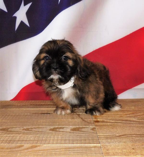 Shih Tzu DOG Male Red Gold 1860 Petland Memphis, TN