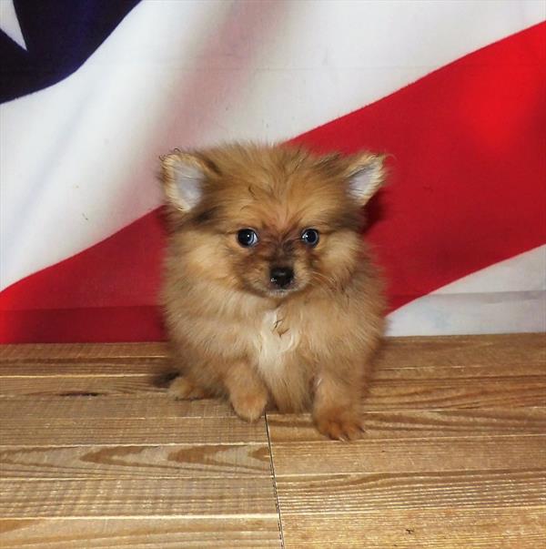 Pomeranian DOG Male Sable 1861 Petland Memphis, TN