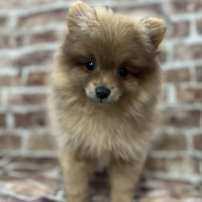Pomeranian Puppy Tan ID226 Located at Petland Memphis, TN