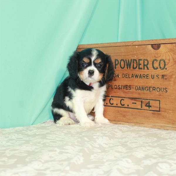 Cavalier King Charles Spaniel DOG Male White Black / Tan 1917 Petland Memphis, TN