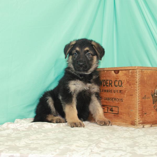 German Shepherd DOG Male Black / Tan 1920 Petland Memphis, TN