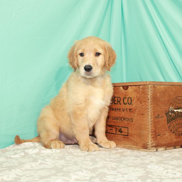 Golden Retriever DOG Male Golden 1921 Petland Memphis, TN