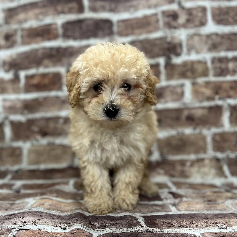 POODLE tippet（ベージュ） トイプードル【Toy Poodle】 | 日本ペットシッターサービス