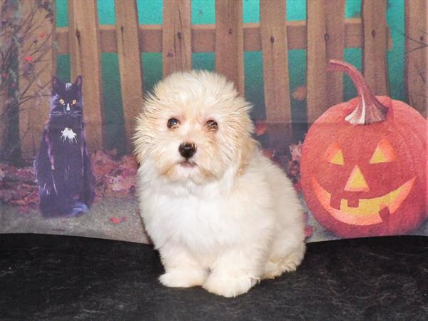 Havanese DOG Male Cream 2186 Petland Memphis, TN