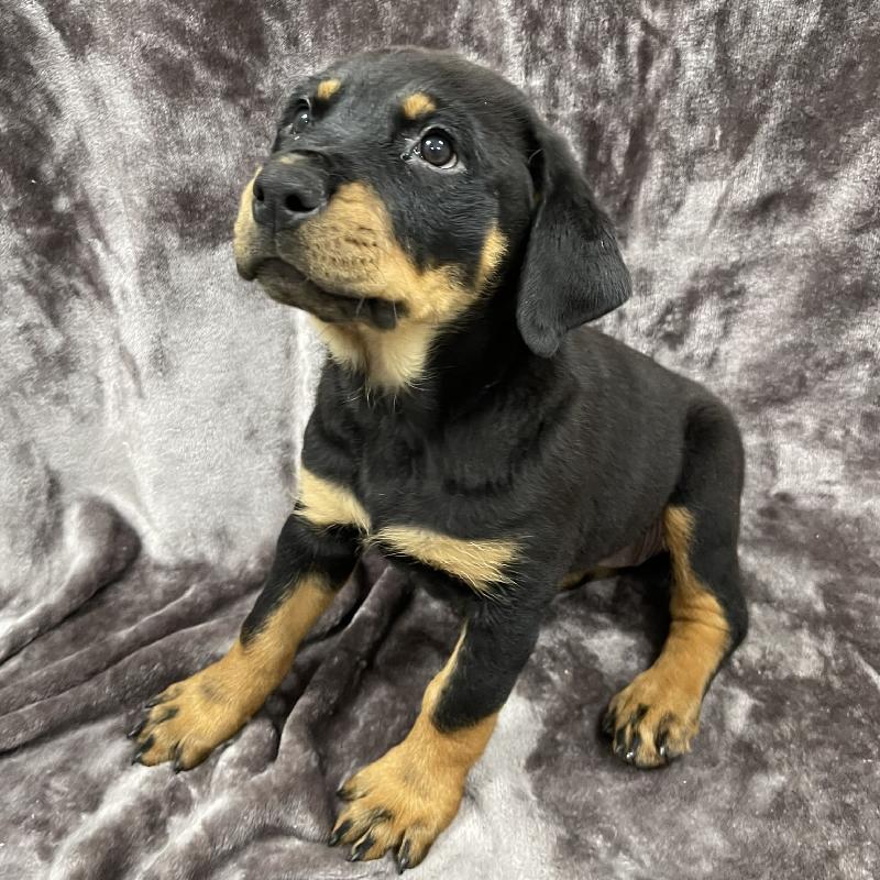 Rottweiler Puppy Black/Rust ID:2087 Located at Petland Memphis, Tennessee