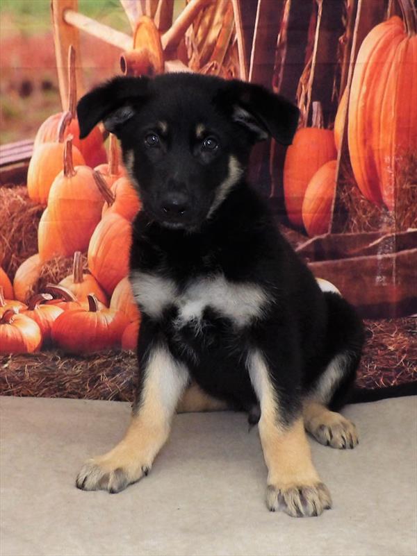 German Shepherd DOG Male Black / Tan 2274 Petland Memphis, TN