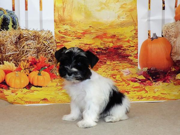 Mini Schnauzer DOG Female Black / White 2308 Petland Memphis, TN