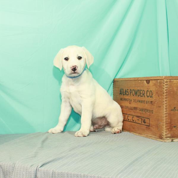 Labrador Retriever DOG Male Yellow 2310 Petland Memphis, TN