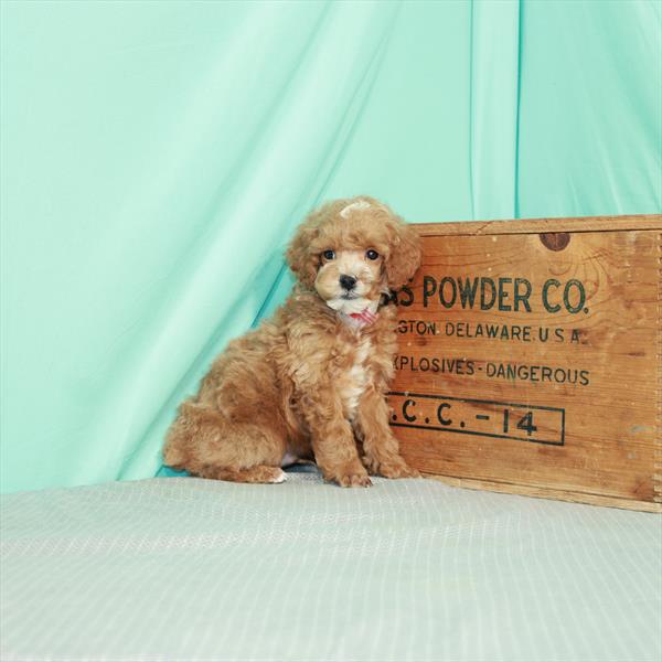 Poodle DOG Male Red 2329 Petland Memphis, TN