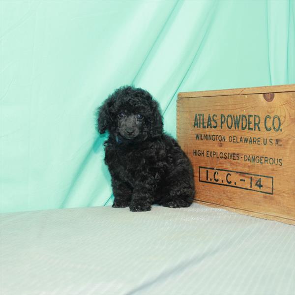 Poodle DOG Female Black 2336 Petland Memphis, TN