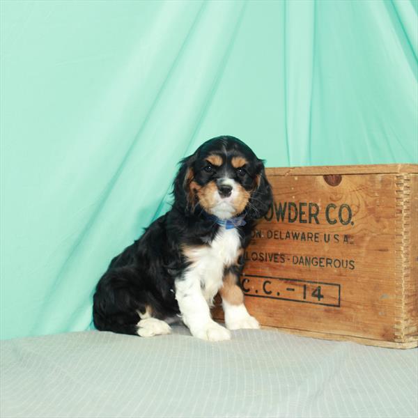 Cavalier King Charles Spaniel DOG Female Black / Tan 2367 Petland Memphis, TN