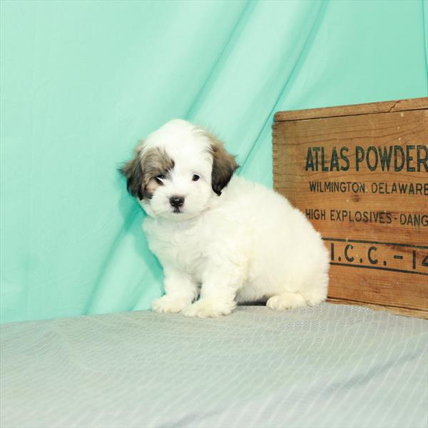 Poodle/Shih Tzu DOG Female White / Gold 2368 Petland Memphis, TN