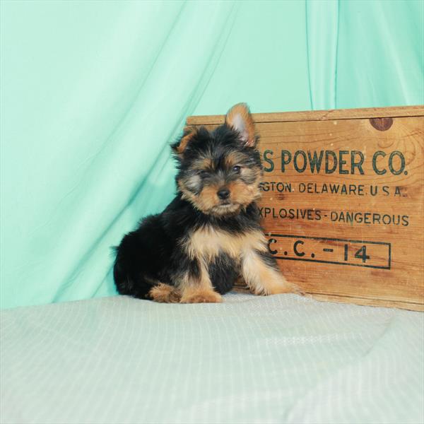 Yorkie DOG Female Black / Tan 2370 Petland Memphis, TN