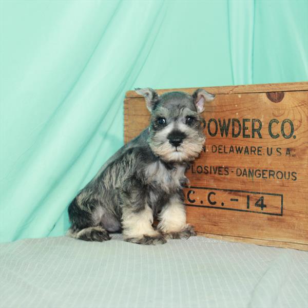 Mini Schnauzer DOG Male Salt / Pepper 2371 Petland Memphis, TN