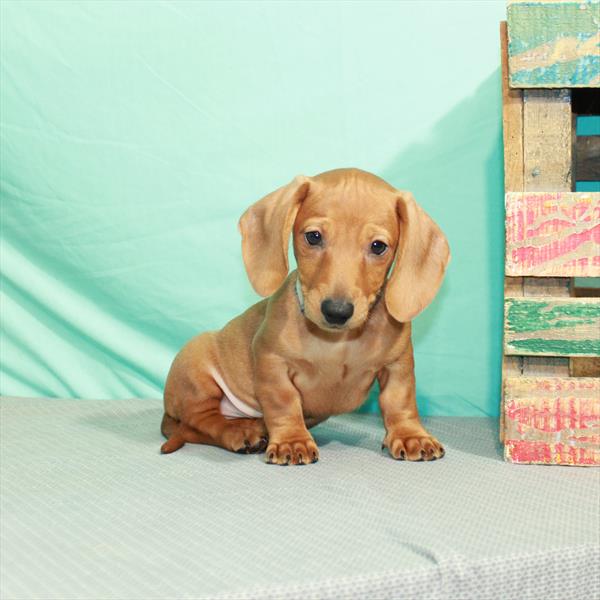 Dachshund DOG Male Red 2373 Petland Memphis, TN