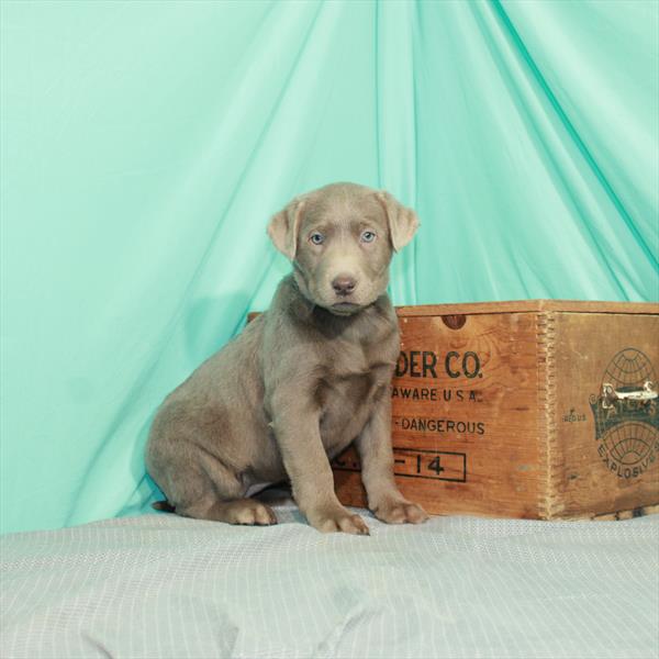 Labrador Retriever DOG Female Silver 2436 Petland Memphis, TN