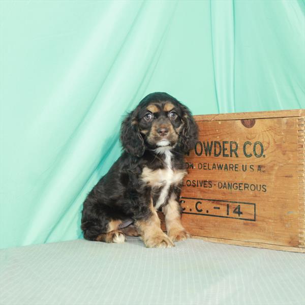 Cocker Spaniel DOG Female Chocolate / Tan 2438 Petland Memphis, TN