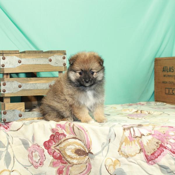 Pomeranian DOG Female Wolf Sable 2456 Petland Memphis, TN