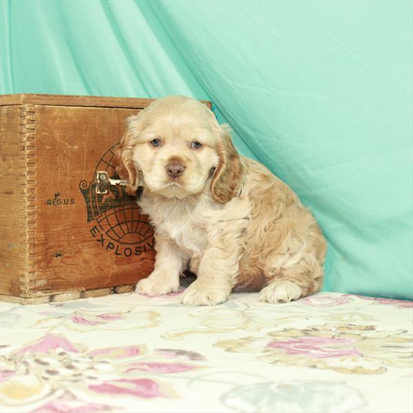 Cocker Spaniel DOG Male Buff 2457 Petland Memphis, TN