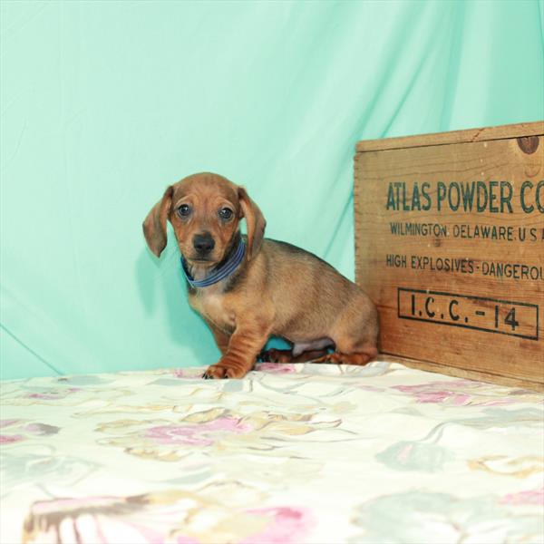 Dachshund DOG Male Red 2459 Petland Memphis, TN