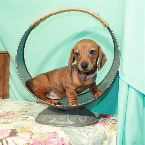 Dachshund DOG Female Red 2460 Petland Memphis, TN