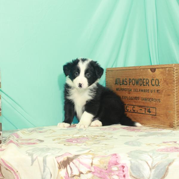 Border Collie DOG Male Black / White 2465 Petland Memphis, TN