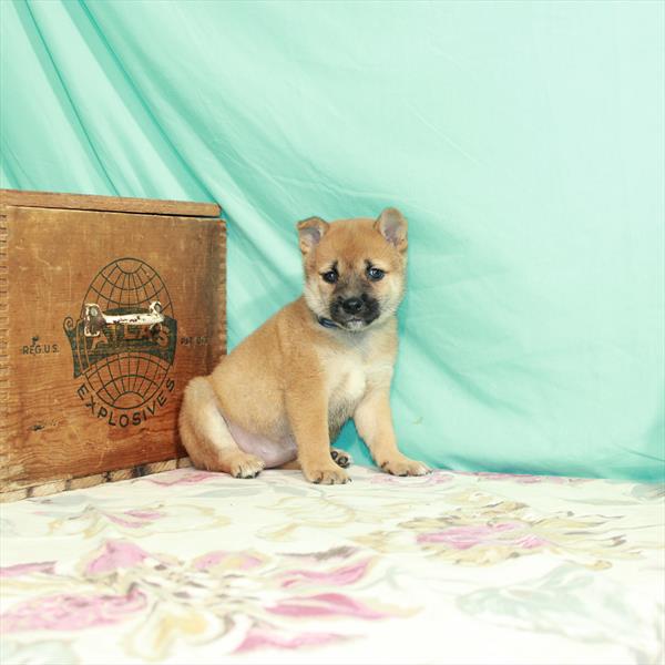 Shiba Inu DOG Female Red Sesame 2470 Petland Memphis, TN