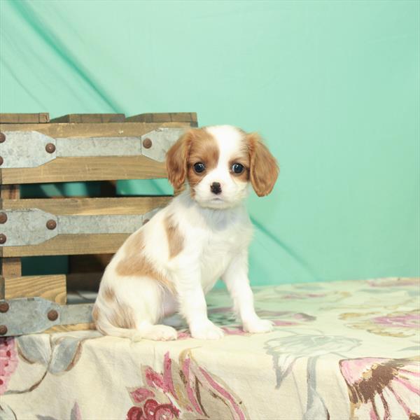 Cavalier King Charles Spaniel DOG Female Blenheim / White 2516 Petland Memphis, TN