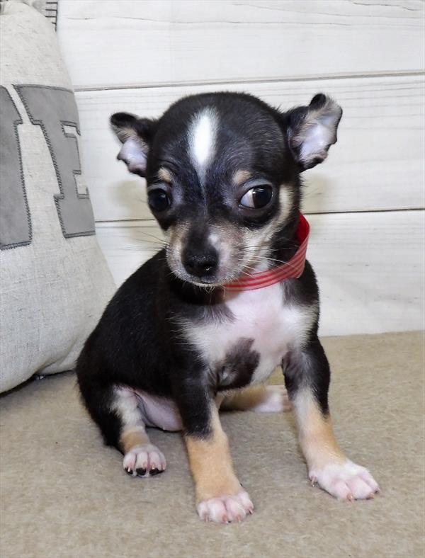 Chihuahua DOG Female Black White / Tan 2522 Petland Memphis, TN