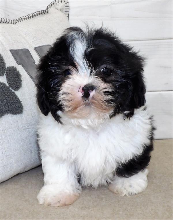 Shih Tzu DOG Male Black / White 2523 Petland Memphis, TN