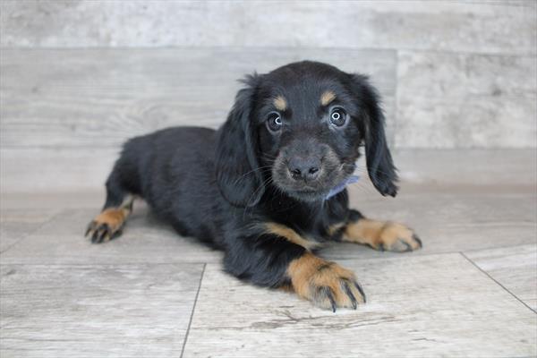 Dachshund DOG Male Black / Tan 2579 Petland Memphis, TN