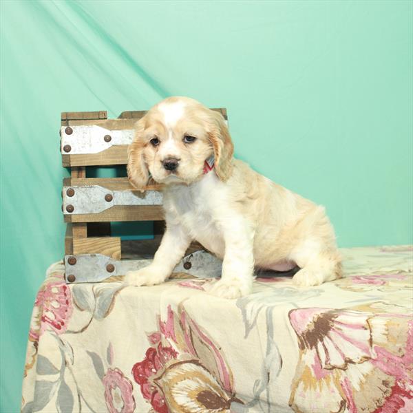 Cocker Spaniel DOG Female White / Buff 2591 Petland Memphis, TN