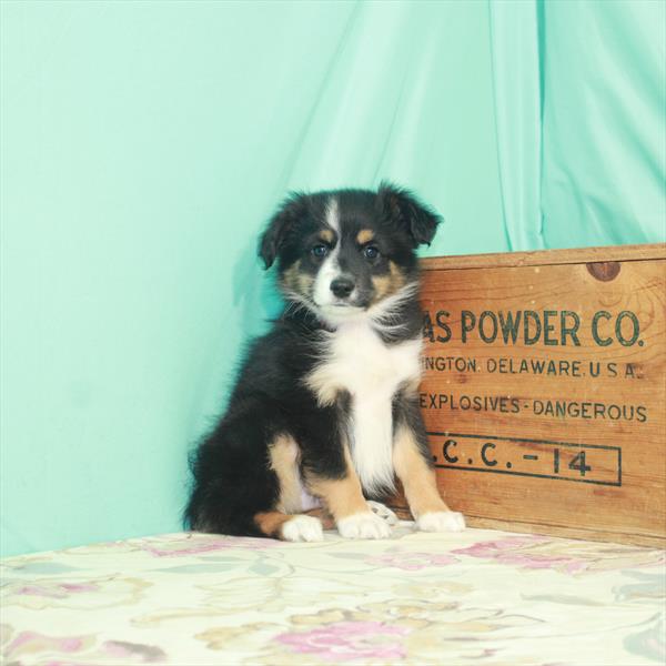 Miniature Australian Shepherd-DOG-Male-Black White / Tan-2592-Petland Memphis, TN